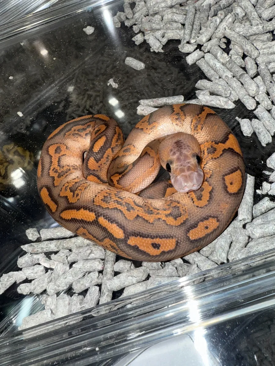 3位 Fire BP Cypress Mahogany(Ernesto) Clown poss Leopard