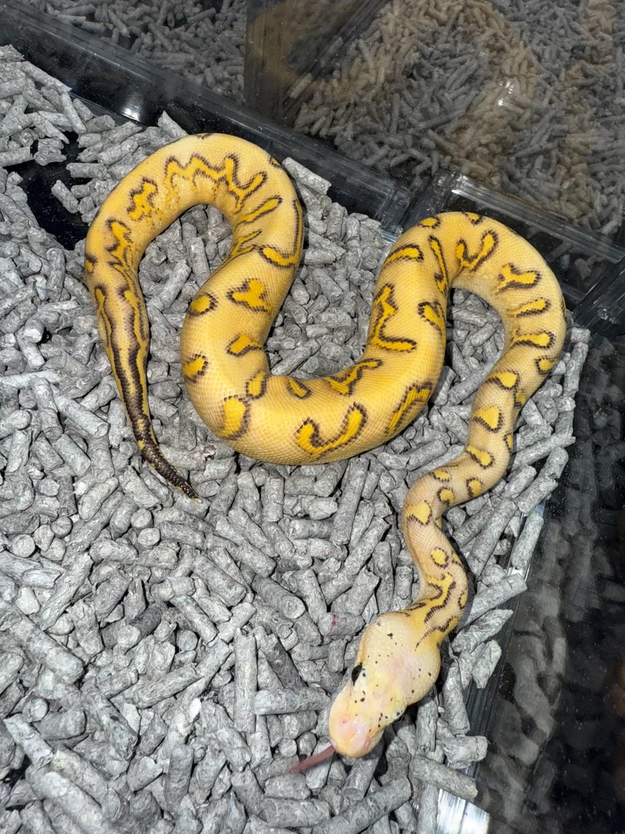 5位 Pastel GHI Super Gravel Clown het Hypo
