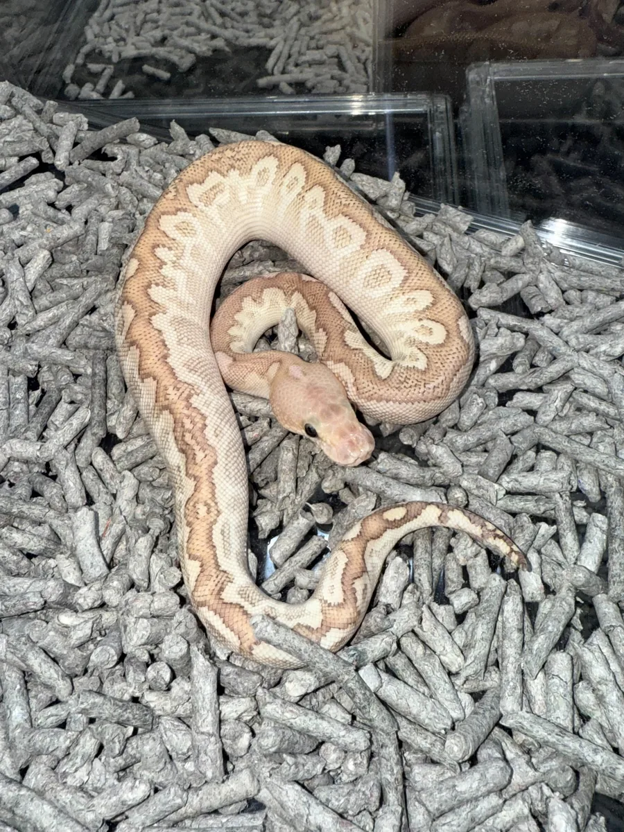 6位 Bamboo BP Hurricane Clown poss YB