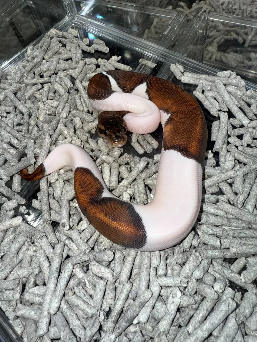 7位 Cinnamon Copper Pied