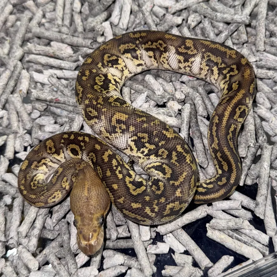 5位 0.0.1 Leo Mojave Kosmos White Flame Clown
