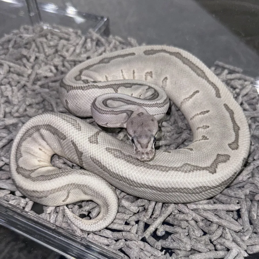 6位 0.1 Enchi Leo Pin VPI Ax Ghost
